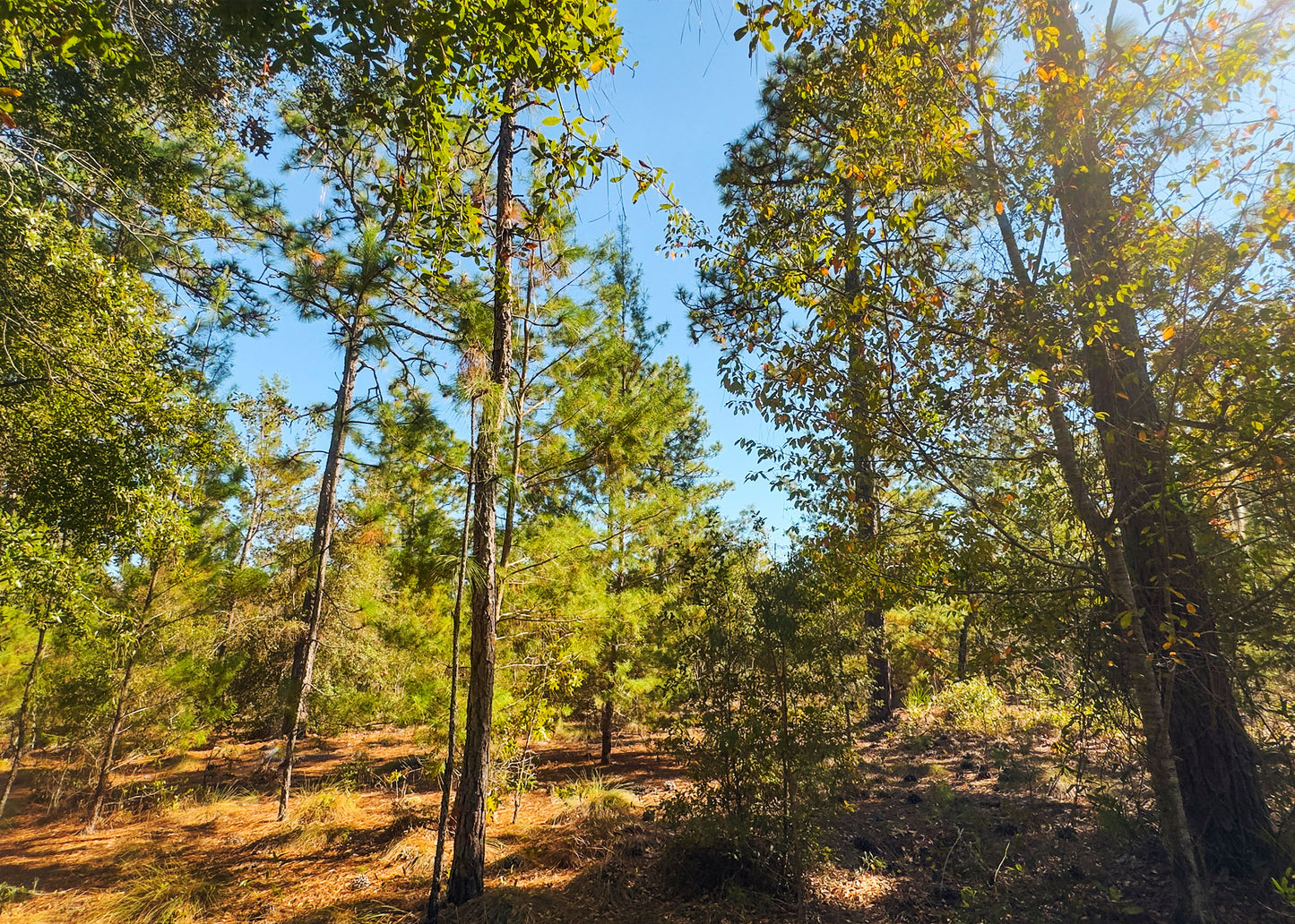 The Blanton Retreat | 0.22 Acre Wooded Haven